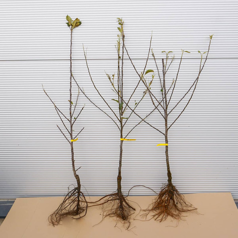 Apfelbaum Cortland Wicki - Wurzelnackte Pflanze