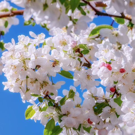 Apfelbaum Antonówka - Wurzelnackte Pflanze