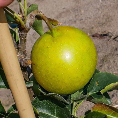 Asiatische Birne Nijisseiki (New Century) - Wurzelnackte Pflanze