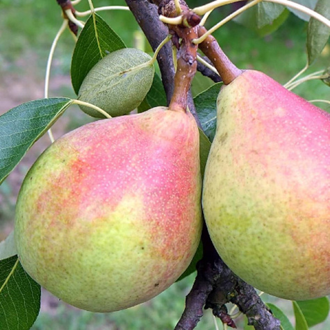 Birnenbaum Klapsa Faworytka - Wurzelnackte Pflanze