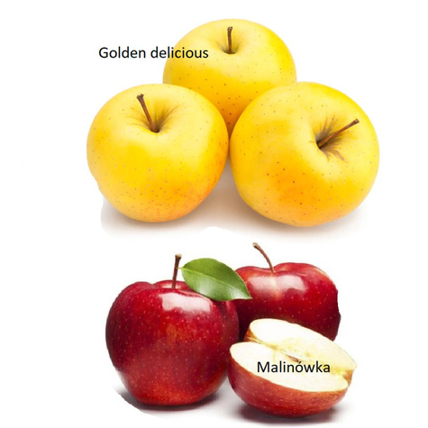 Duo Apfelbaum Malinowa + Golden Delicious - Wurzelnackte Pflanze