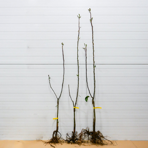 Duo Apfelbaum Antonówka + Malinówka (Himbeerapfel) - Wurzelnackte Pflanze