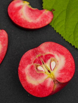 Apfelbaum Red Love - Wurzelnackte Pflanze