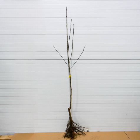 Pflaumenbaum Opal - Wurzelnackte Pflanze