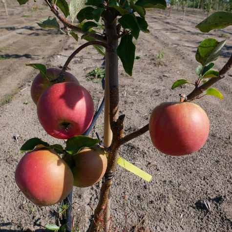 Apfelbaum ‘Roter Papierapfel’ - Wurzelnackte Pflanze