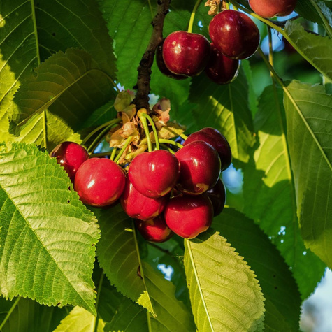 Süßkirsche Burlat - Wurzelnackte Pflanze