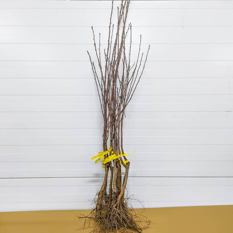 Sauerkirsche Groniasta - Wurzelnackte Pflanze