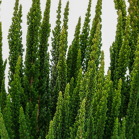 3x Heidekraut Skyline Stockholm grün – Pflanzenset