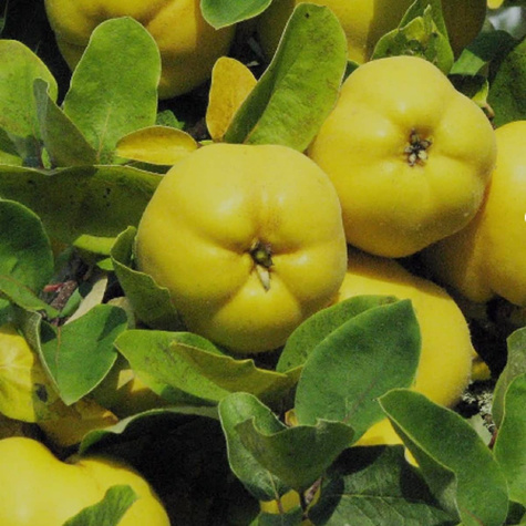 Pigwy Champion Obstbaum Pigwy 80cm / 140cm