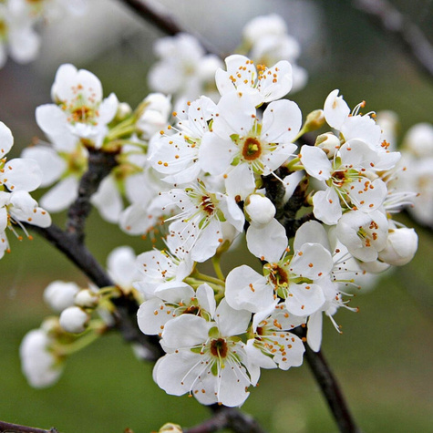 Pflaume Frühzwetschge - Wurzelnackte Pflanze