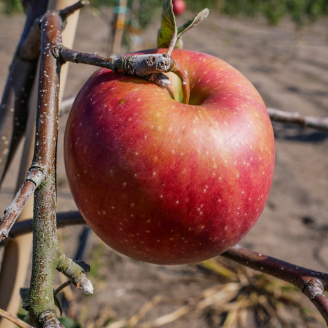 Apfelbaume rot Papierowka Obstbaum Apfel 80cm / 140cm