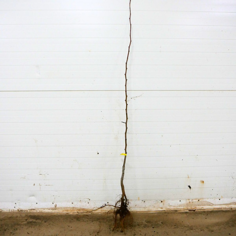 Birnbaum 'Lukasówka' - Wurzelnackte Pflanze