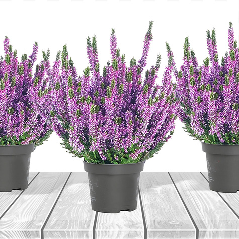 Violette Knospenheide – Setzlinge