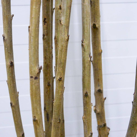 Süßkirsche Staccato - Wurzelnackte Pflanze