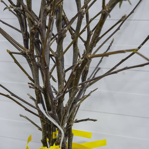 Apfelbaum Jonagored - Wurzelnackte Pflanze