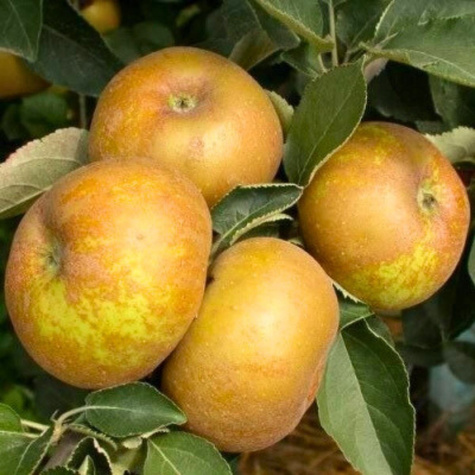Apfelbaume Goldene Renette schorfresistent Obstbaum Apfel 80cm / 140cm