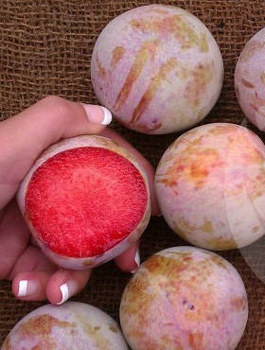 Pflaumenaprikose Dapple Dandy - Wurzelnackte Pflanze