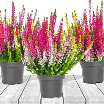 3x Knospenheide Tricolor Trio Mix – Pflanzenset
