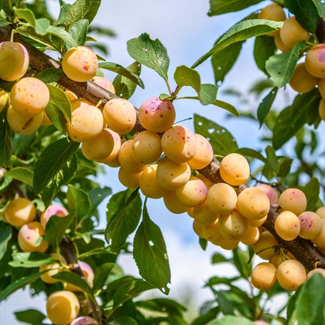 Pflaumenbaum Mirabelle von Nancy - Wurzelnackte Pflanze