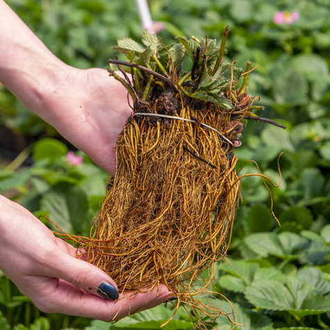 10 Stk. Erdbeerpflanze 'Albion' Klettererdbeeren, Immertragende