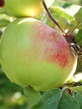 Apfelbaum Boiken - Wurzelnackte Pflanze