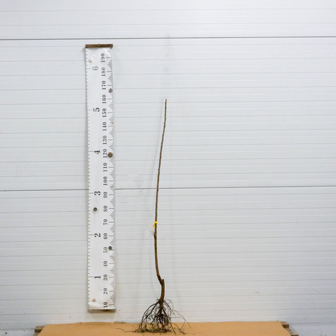 Süßkirsche ‘Vega’- Zwergform (GISELA5) - Wurzelnackte Pflanze