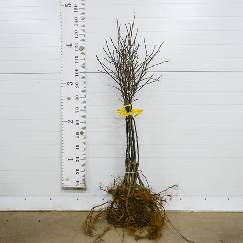 Apfelbaum Jonagored - Wurzelnackte Pflanze