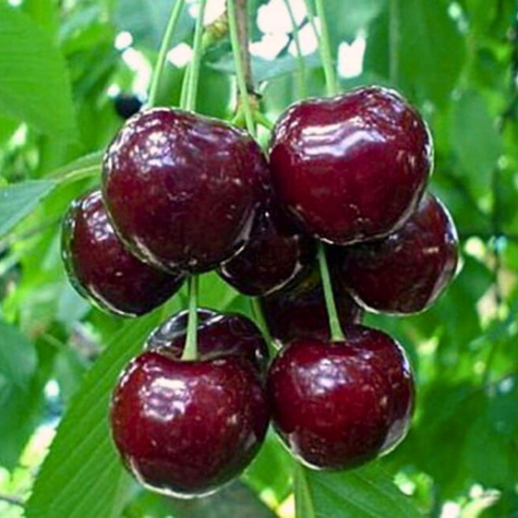 Süßkirsche Regina - Wurzelnackte Pflanze