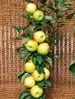 Säulen-Apfelbaum Bolero - Wurzelnackte Pflanze
