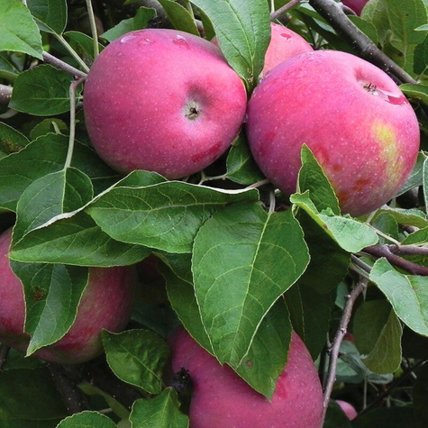 Apfelbaum Red Cortland - Wurzelnackte Pflanze