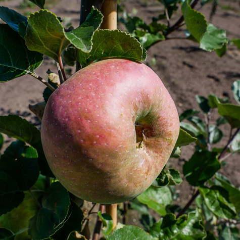 Apfelbaume Kronselska Obstbaum Apfel 80cm / 140cm