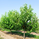Pfirsichbaum Favorita Morettini - Wurzelnackte Pflanze