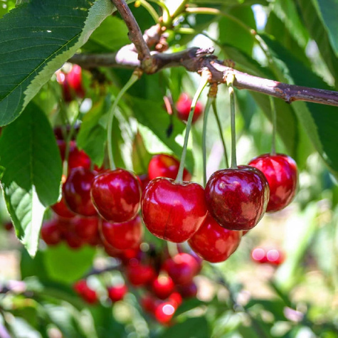Sauerkirsche Łutówka - Wurzelnackte Pflanze