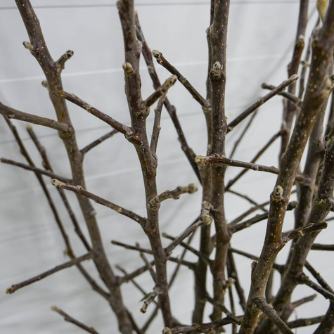 Apfelbaum Gloster - Wurzelnackte Pflanze