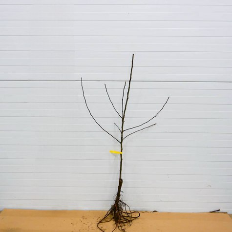 Apfelbaum Celesta - Wurzelnackte Pflanze