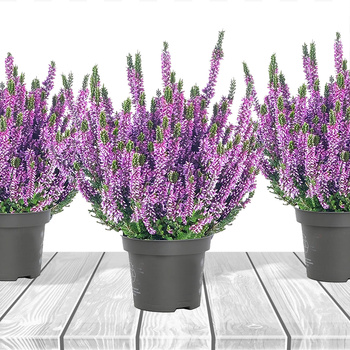 3x Violette Knospenheide – Pflanzenset