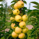 Apfelbaume Säulenobst Bolero Obstbaum Apfel 120 cm / 160 cm