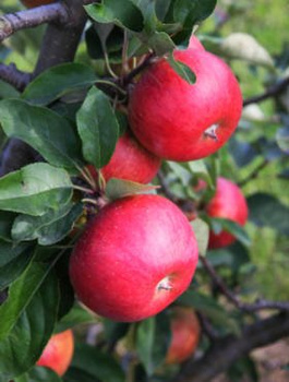 Apfelbaum Rubinola - Wurzelnackte Pflanze