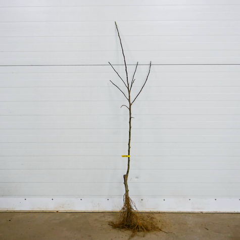 Apfelbaum Antonówka - Wurzelnackte Pflanze