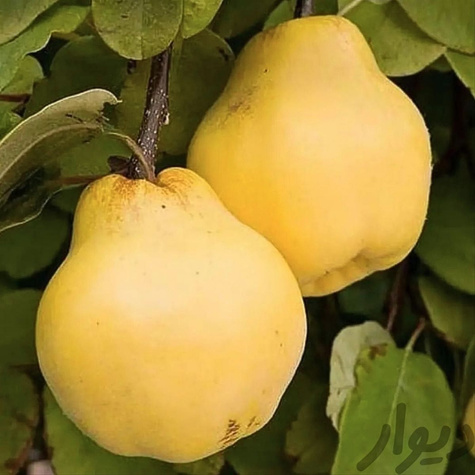 Birnenquitte Rea's Mammoth Obstbaum Birnenquitte 80cm / 140cm