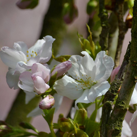 Traubige Sauerkirsche (Újfehértói Fürtös) - Wurzelnackte Pflanze