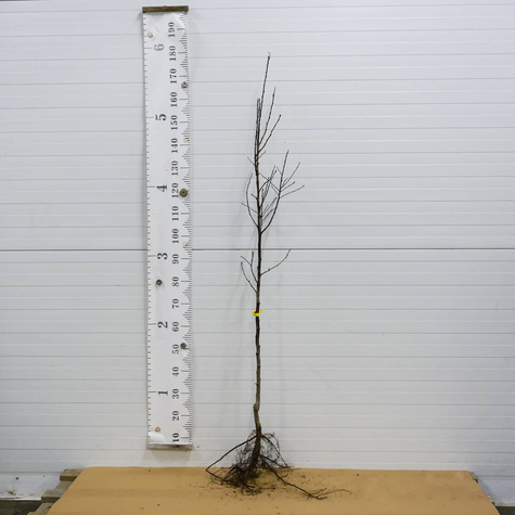 Pflaumenbaum Jojo - Wurzelnackte Pflanze