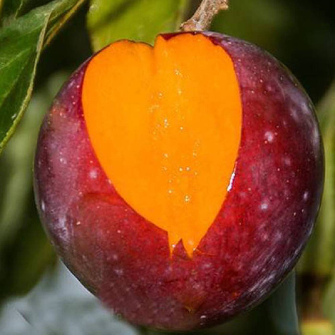 Pflaumenbaum Japanisch Casselman frostsicher Obstbaum Pflaume 80cm / 140cm