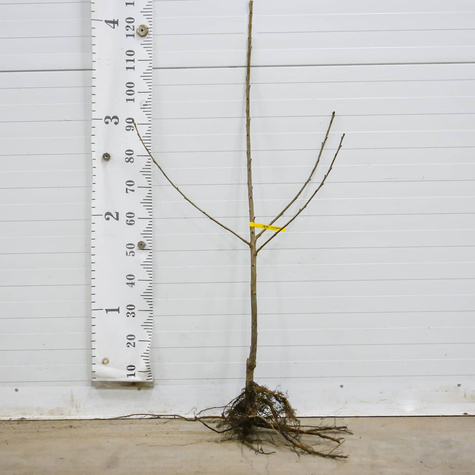 Süßkirsche Majówka - Wurzelnackte Pflanze