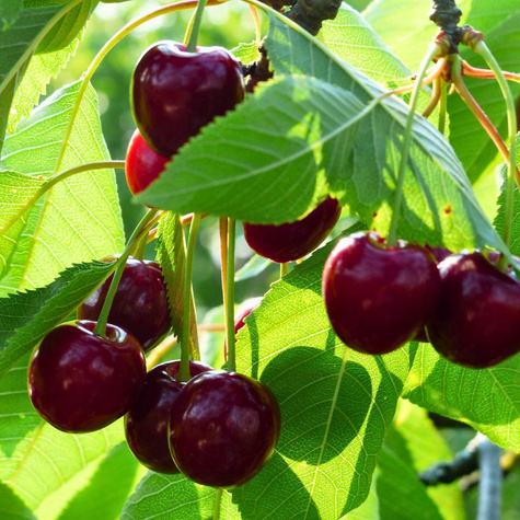 Säulenkirsche Van Obstbaum Süßkirschen 80cm / 140cm