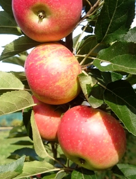 Säulen-Apfelbaum Mango - Wurzelnackte Pflanze