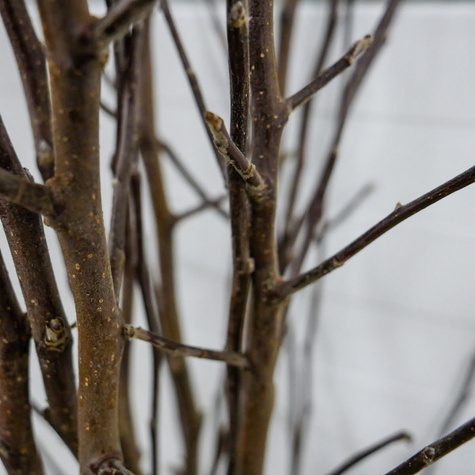 Apfelbaum ‘Roter Papierapfel’ - Wurzelnackte Pflanze