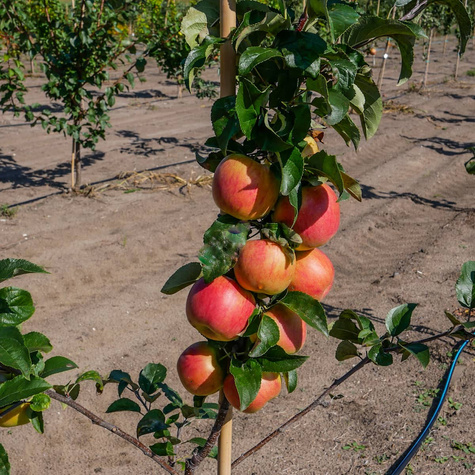 Apfelbaume Celesta frostsicher Obstbaum Apfel 80cm / 140cm