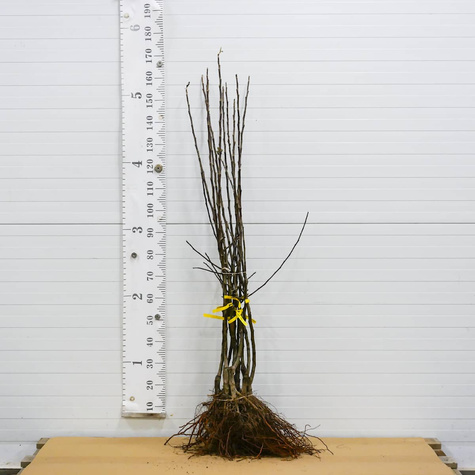 Apfelbaum Antonówka Zuckerapfel - Wurzelnackte Pflanze