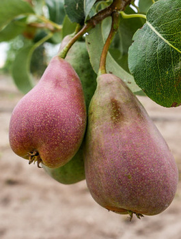 Birnenbaum Xenia - Süße Wintersorte - Wurzelnackte Pflanze